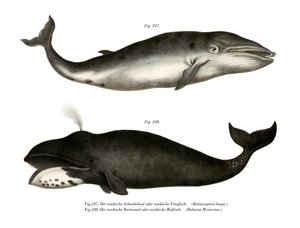 Rorqual commun, 1860